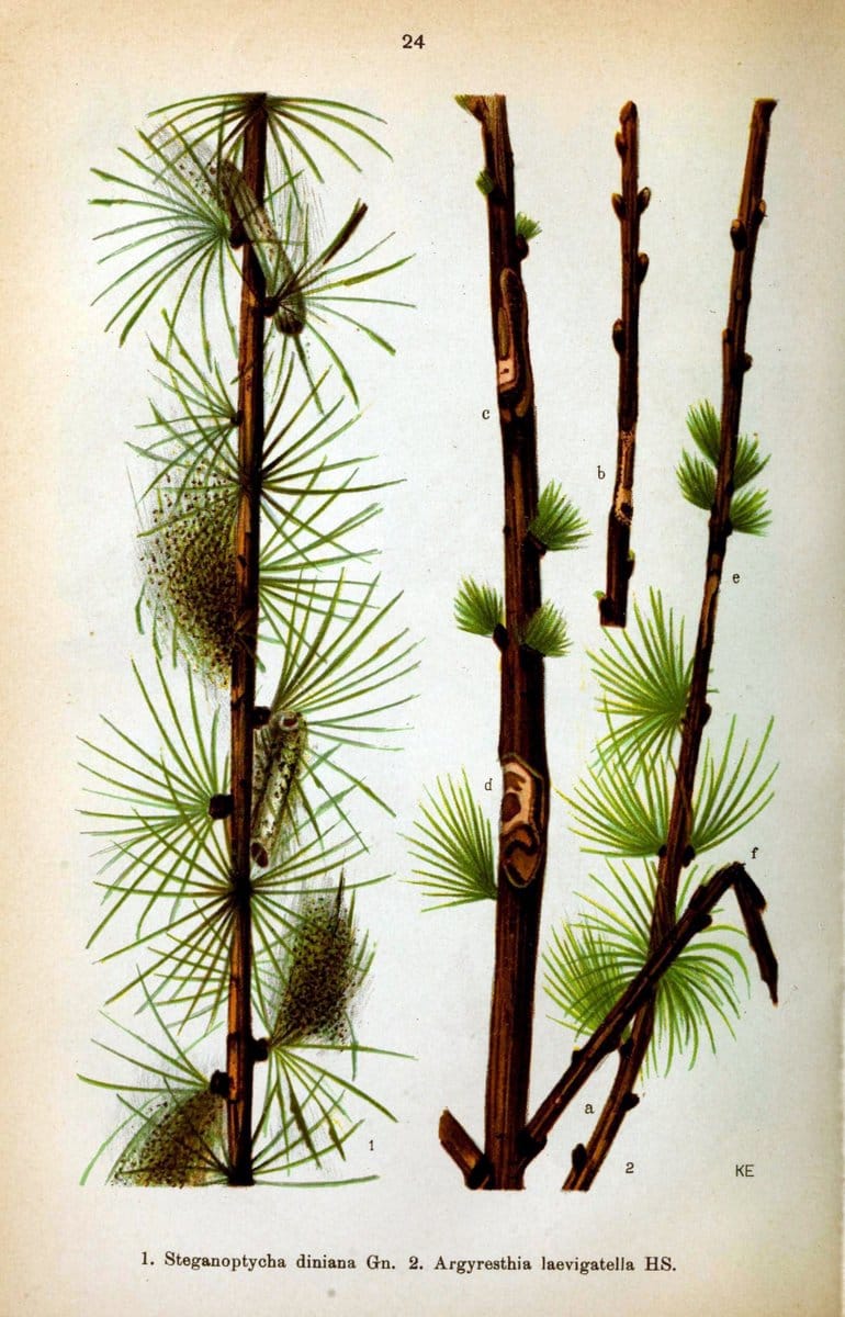 Die Schmetterlinge Deutschlands mit besonderer BerÃ¼cksichtigung ihrer Biologie,.Stuttgart,K.G. Lutz' Verlag[1913]-33.  | Butterflies Germany | Vintage Print Reproduction 472459