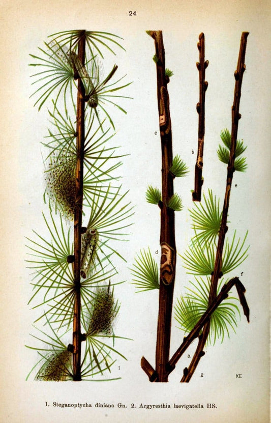 Die Schmetterlinge Deutschlands mit besonderer BerÃ¼cksichtigung ihrer Biologie,.Stuttgart,K.G. Lutz' Verlag[1913]-33.  | Butterflies Germany | Vintage Print Reproduction 472459