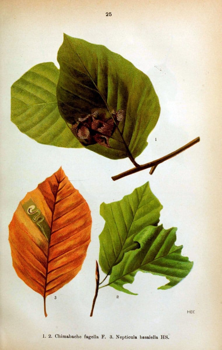 Die Schmetterlinge Deutschlands mit besonderer BerÃ¼cksichtigung ihrer Biologie,.Stuttgart,K.G. Lutz' Verlag[1913]-33.  | Butterflies Germany | Vintage Print Reproduction 472460