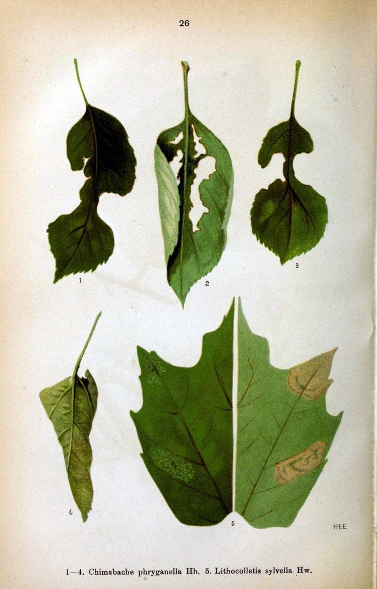 Die Schmetterlinge Deutschlands mit besonderer BerÃ¼cksichtigung ihrer Biologie,.Stuttgart,K.G. Lutz' Verlag[1913]-33.  | Butterflies Germany | Vintage Print Reproduction 472461