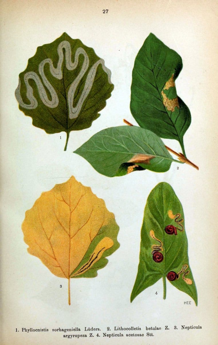 Die Schmetterlinge Deutschlands mit besonderer BerÃ¼cksichtigung ihrer Biologie,.Stuttgart,K.G. Lutz' Verlag[1913]-33.  | Butterflies Germany | Vintage Print Reproduction 472462