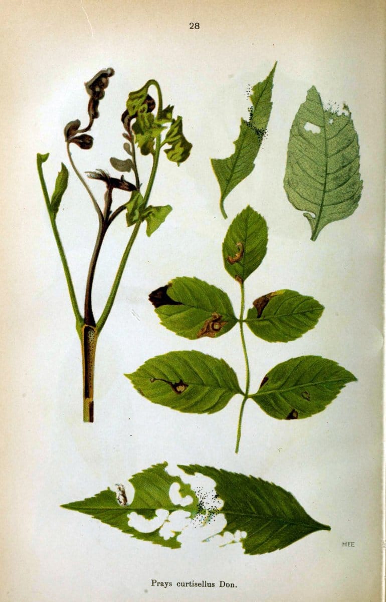 Die Schmetterlinge Deutschlands mit besonderer BerÃ¼cksichtigung ihrer Biologie,.Stuttgart,K.G. Lutz' Verlag[1913]-33.  | Butterflies Germany | Vintage Print Reproduction 472463