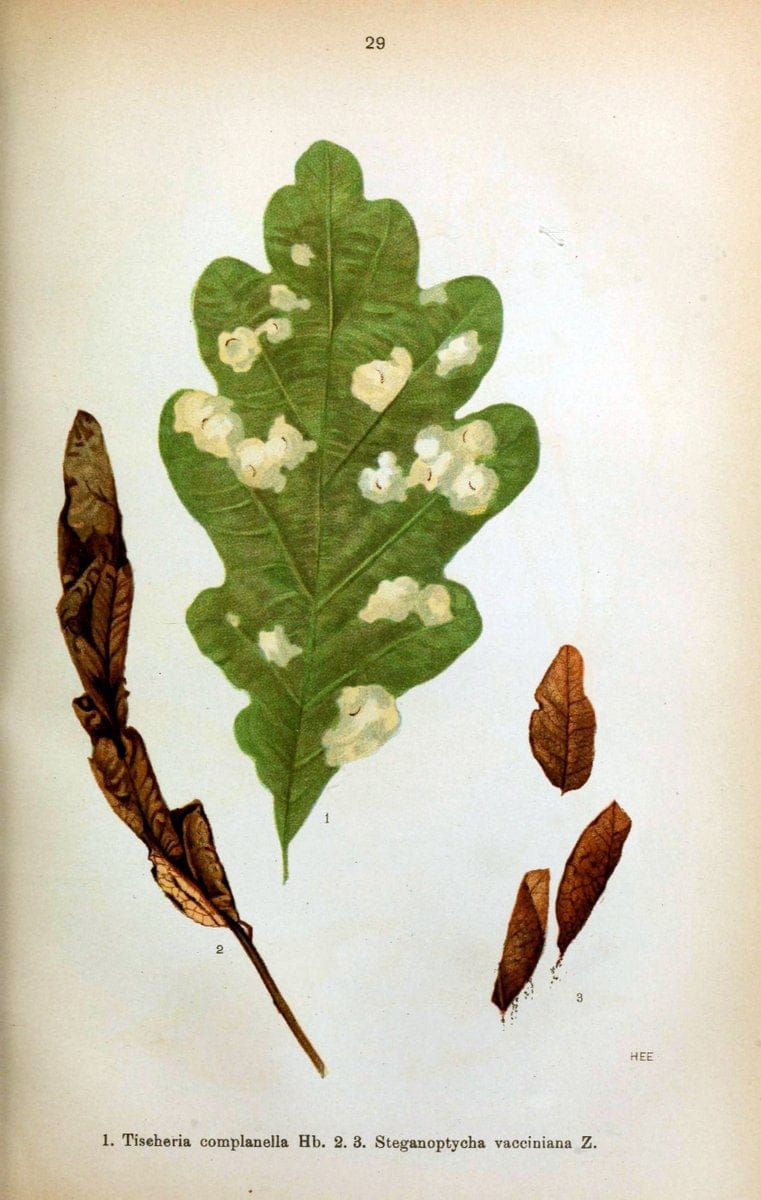 Die Schmetterlinge Deutschlands mit besonderer BerÃ¼cksichtigung ihrer Biologie,.Stuttgart,K.G. Lutz' Verlag[1913]-33.  | Butterflies Germany | Vintage Print Reproduction 472464