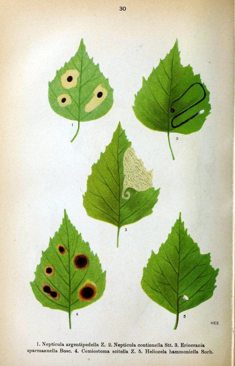 Die Schmetterlinge Deutschlands mit besonderer BerÃ¼cksichtigung ihrer Biologie,.Stuttgart,K.G. Lutz' Verlag[1913]-33.  | Butterflies Germany | Vintage Print Reproduction 472465