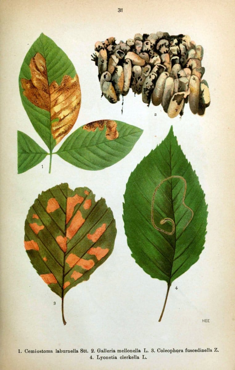 Die Schmetterlinge Deutschlands mit besonderer BerÃ¼cksichtigung ihrer Biologie,.Stuttgart,K.G. Lutz' Verlag[1913]-33.  | Butterflies Germany | Vintage Print Reproduction 472466