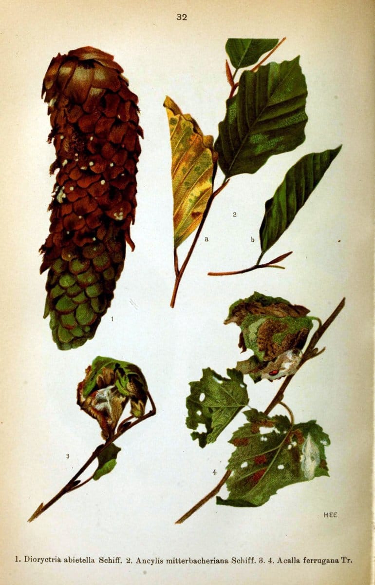 Die Schmetterlinge Deutschlands mit besonderer BerÃ¼cksichtigung ihrer Biologie,.Stuttgart,K.G. Lutz' Verlag[1913]-33.  | Butterflies Germany | Vintage Print Reproduction 472467