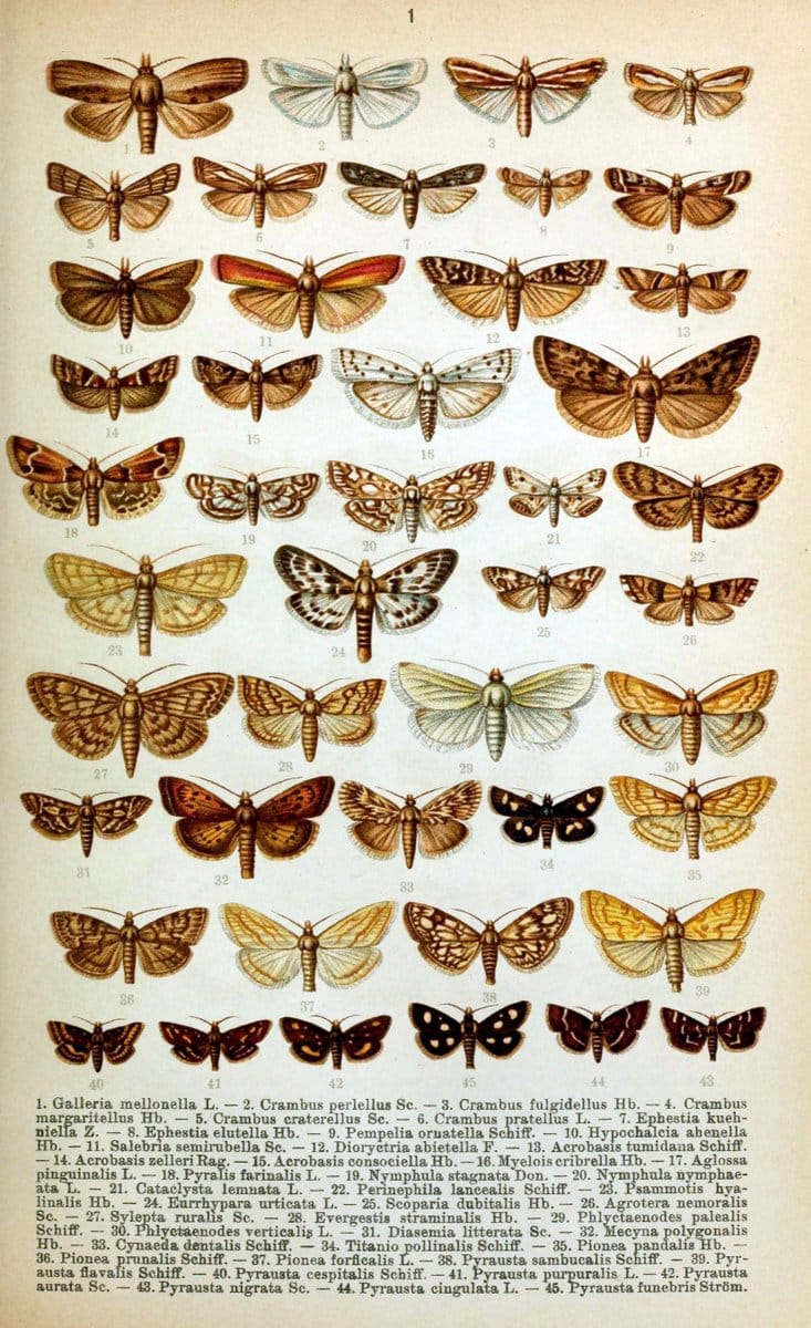 Die Schmetterlinge Deutschlands mit besonderer BerÃ¼cksichtigung ihrer Biologie,.Stuttgart,K.G. Lutz' Verlag[1913]-33.  | Butterflies Germany | Vintage Print Reproduction 472468