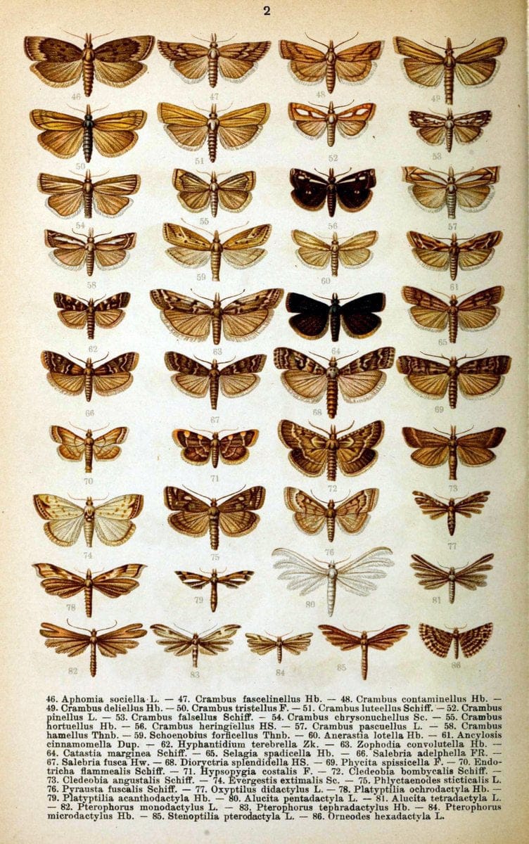 Die Schmetterlinge Deutschlands mit besonderer BerÃ¼cksichtigung ihrer Biologie,.Stuttgart,K.G. Lutz' Verlag[1913]-33.  | Butterflies Germany | Vintage Print Reproduction 472469