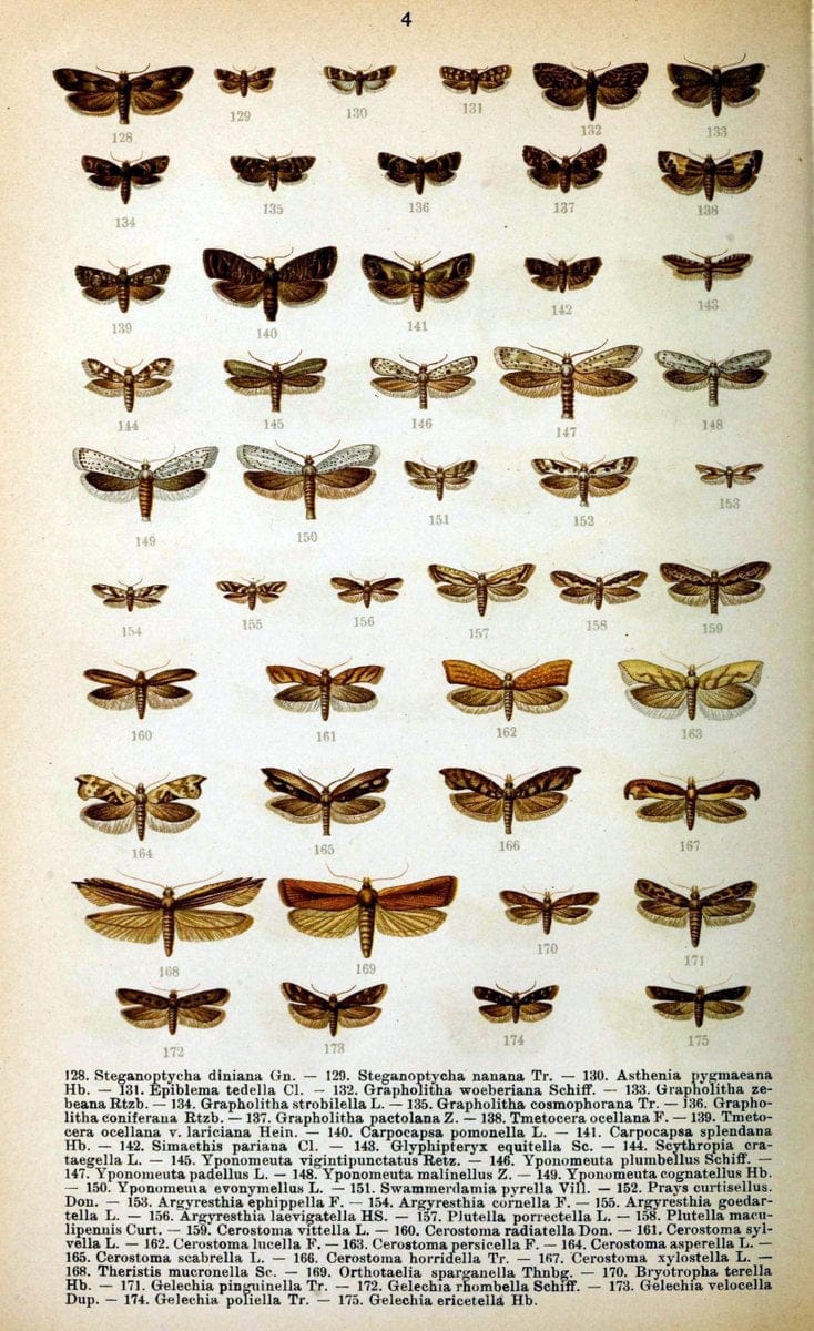 Die Schmetterlinge Deutschlands mit besonderer BerÃ¼cksichtigung ihrer Biologie,.Stuttgart,K.G. Lutz' Verlag[1913]-33.  | Butterflies Germany | Vintage Print Reproduction 472471