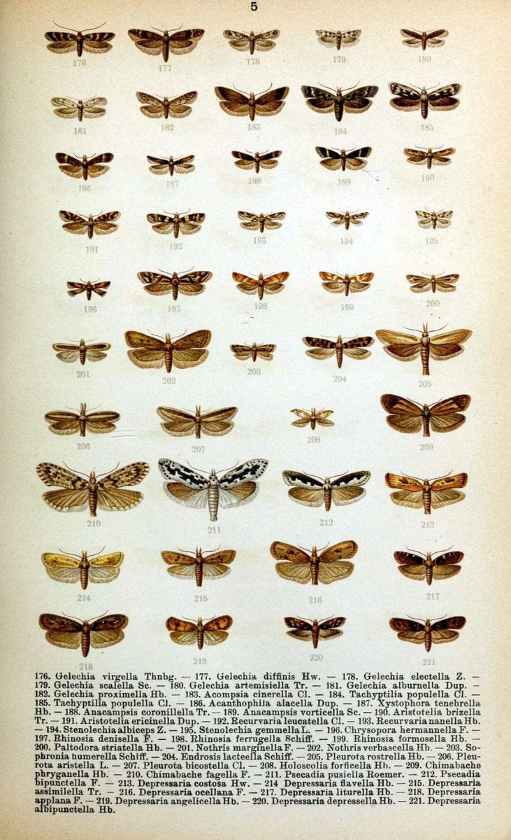 Die Schmetterlinge Deutschlands mit besonderer BerÃ¼cksichtigung ihrer Biologie,.Stuttgart,K.G. Lutz' Verlag[1913]-33.  | Butterflies Germany | Vintage Print Reproduction 472472