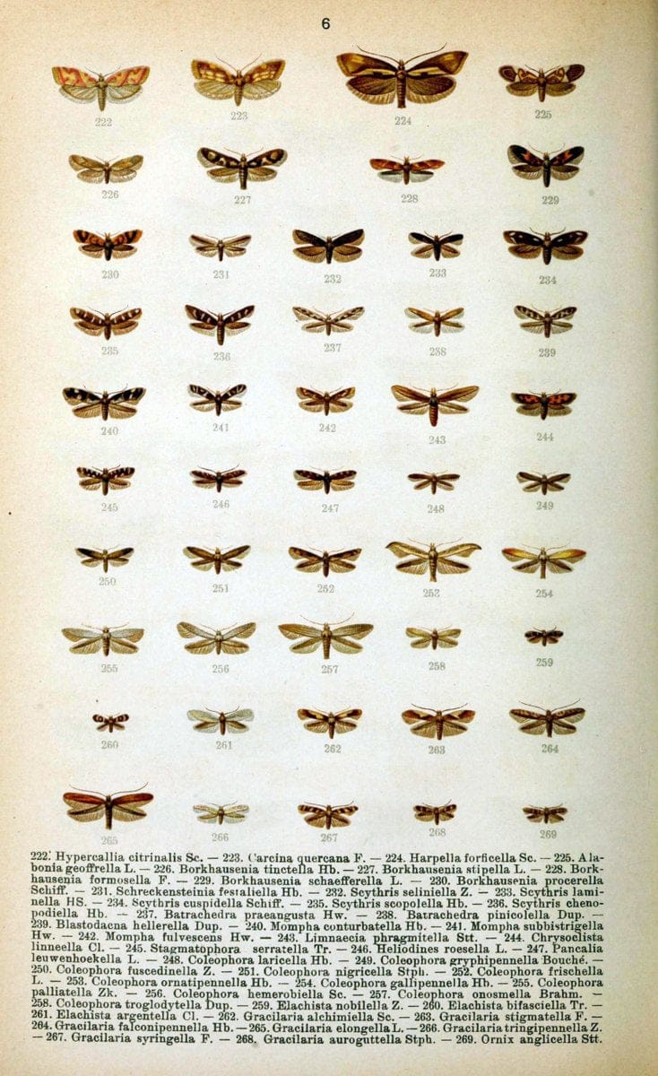 Die Schmetterlinge Deutschlands mit besonderer BerÃ¼cksichtigung ihrer Biologie,.Stuttgart,K.G. Lutz' Verlag[1913]-33.  | Butterflies Germany | Vintage Print Reproduction 472473
