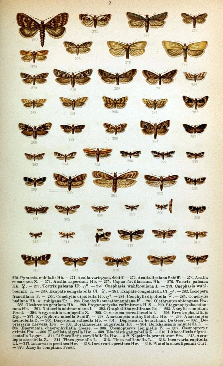 Die Schmetterlinge Deutschlands mit besonderer BerÃ¼cksichtigung ihrer Biologie,.Stuttgart,K.G. Lutz' Verlag[1913]-33.  | Butterflies Germany | Vintage Print Reproduction 472474