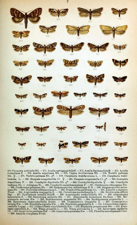 Die Schmetterlinge Deutschlands mit besonderer BerÃ¼cksichtigung ihrer Biologie,.Stuttgart,K.G. Lutz' Verlag[1913]-33.  | Butterflies Germany | Vintage Print Reproduction 472474