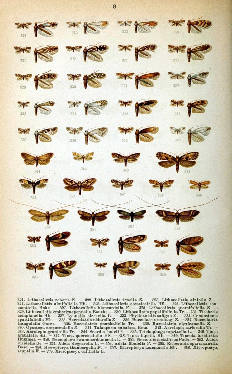 Die Schmetterlinge Deutschlands mit besonderer BerÃ¼cksichtigung ihrer Biologie,.Stuttgart,K.G. Lutz' Verlag[1913]-33.  | Butterflies Germany | Vintage Print Reproduction 472475