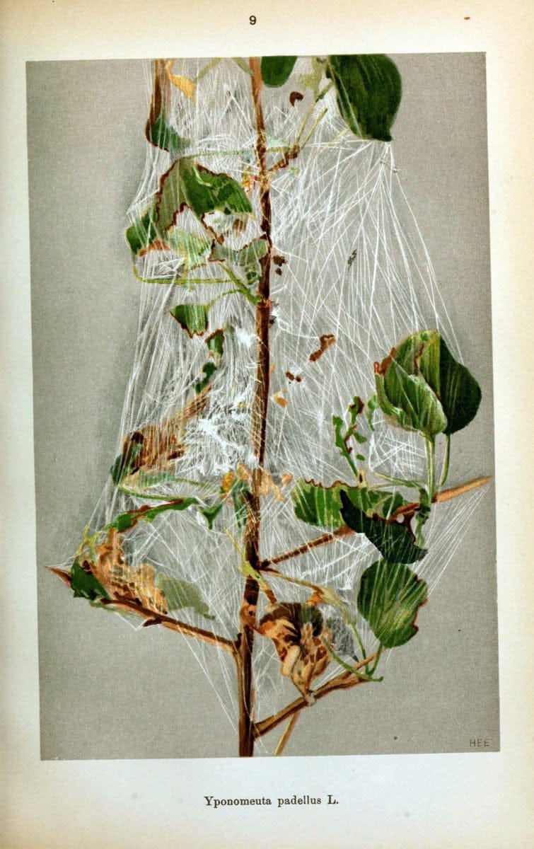 Die Schmetterlinge Deutschlands mit besonderer BerÃ¼cksichtigung ihrer Biologie,.Stuttgart,K.G. Lutz' Verlag[1913]-33.  | Butterflies Germany | Vintage Print Reproduction 472476