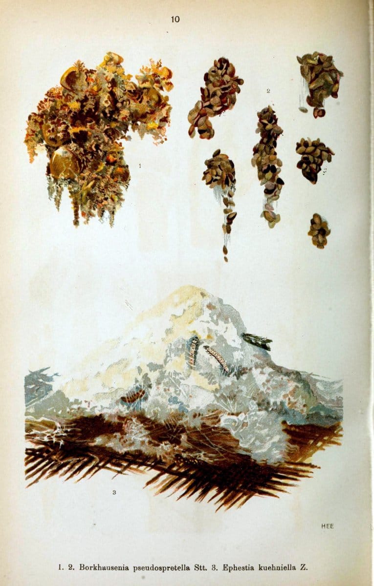 Die Schmetterlinge Deutschlands mit besonderer BerÃ¼cksichtigung ihrer Biologie,.Stuttgart,K.G. Lutz' Verlag[1913]-33.  | Butterflies Germany | Vintage Print Reproduction 472477