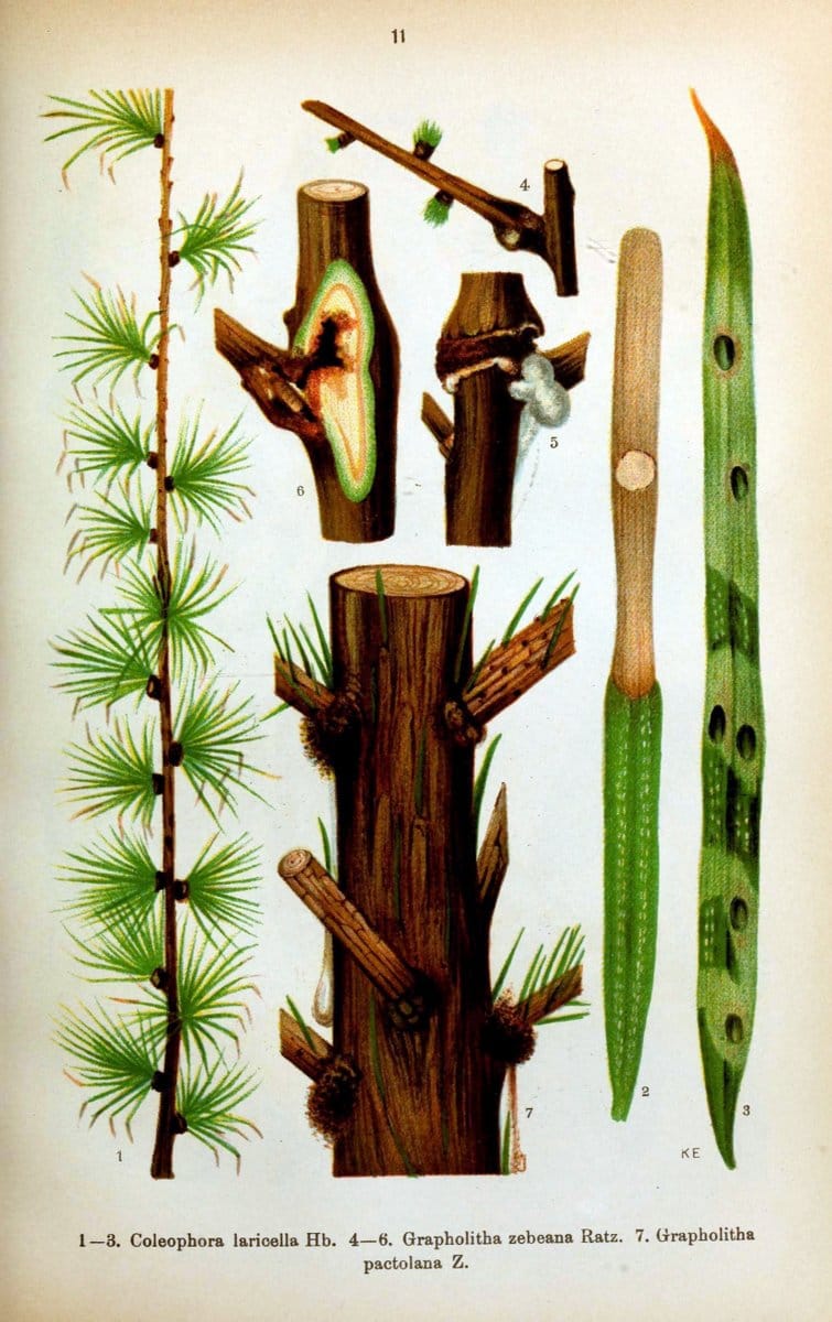 Die Schmetterlinge Deutschlands mit besonderer BerÃ¼cksichtigung ihrer Biologie,.Stuttgart,K.G. Lutz' Verlag[1913]-33.  | Butterflies Germany | Vintage Print Reproduction 472478