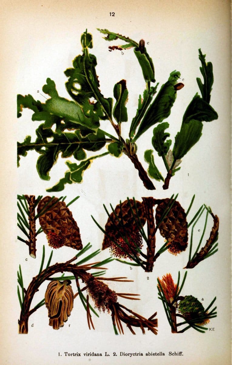 Die Schmetterlinge Deutschlands mit besonderer BerÃ¼cksichtigung ihrer Biologie,.Stuttgart,K.G. Lutz' Verlag[1913]-33.  | Butterflies Germany | Vintage Print Reproduction 472479