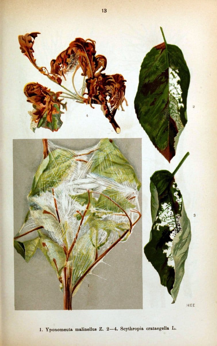 Die Schmetterlinge Deutschlands mit besonderer BerÃ¼cksichtigung ihrer Biologie,.Stuttgart,K.G. Lutz' Verlag[1913]-33.  | Butterflies Germany | Vintage Print Reproduction 472480