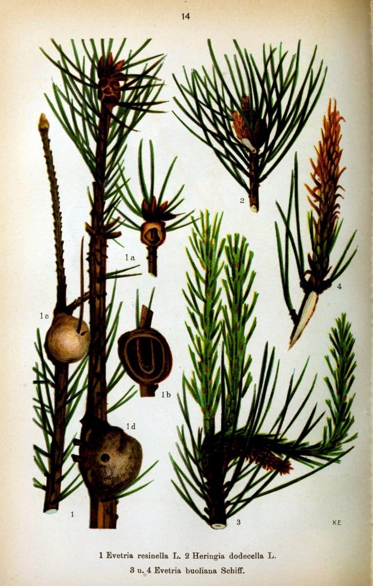 Die Schmetterlinge Deutschlands mit besonderer BerÃ¼cksichtigung ihrer Biologie,.Stuttgart,K.G. Lutz' Verlag[1913]-33.  | Butterflies Germany | Vintage Print Reproduction 472481