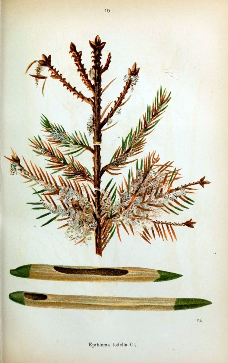 Die Schmetterlinge Deutschlands mit besonderer BerÃ¼cksichtigung ihrer Biologie,.Stuttgart,K.G. Lutz' Verlag[1913]-33.  | Butterflies Germany | Vintage Print Reproduction 472482