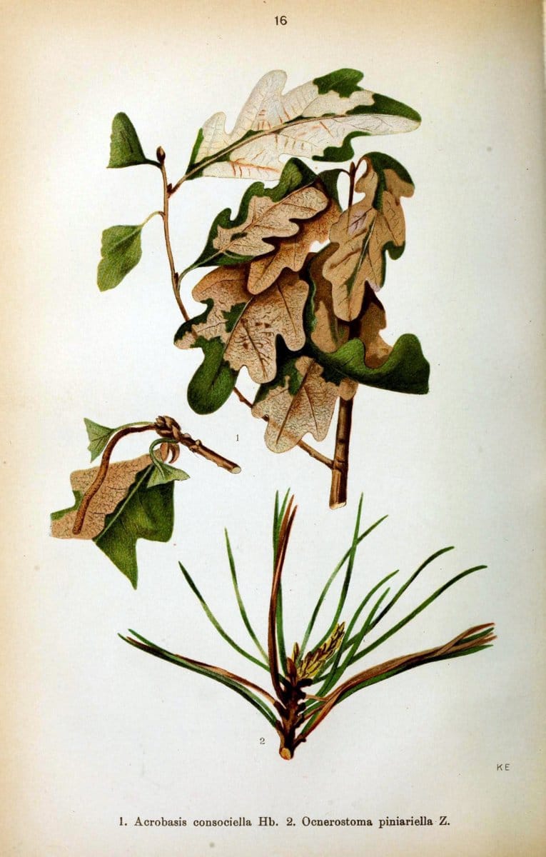 Die Schmetterlinge Deutschlands mit besonderer BerÃ¼cksichtigung ihrer Biologie,.Stuttgart,K.G. Lutz' Verlag[1913]-33.  | Butterflies Germany | Vintage Print Reproduction 472483