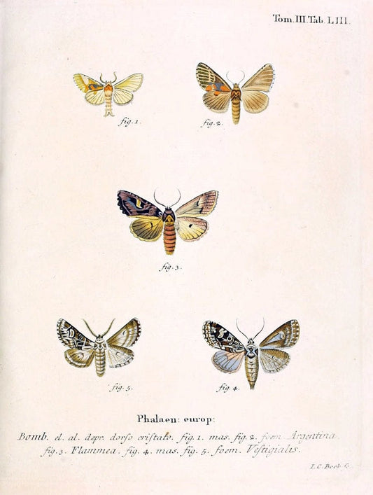 Die Schmetterlinge in Abbildungen nach der Natur /.Leipzig :T.O. Weigel,[1829-1839]. | Butterflies Europe Lepidoptera "Pictorial works" | Vintage Print Reproduction 472493