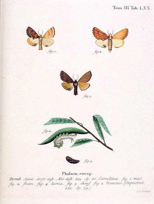 Die Schmetterlinge in Abbildungen nach der Natur /.Leipzig :T.O. Weigel,[1829-1839]. | Butterflies Europe Lepidoptera "Pictorial works" | Vintage Print Reproduction 472512