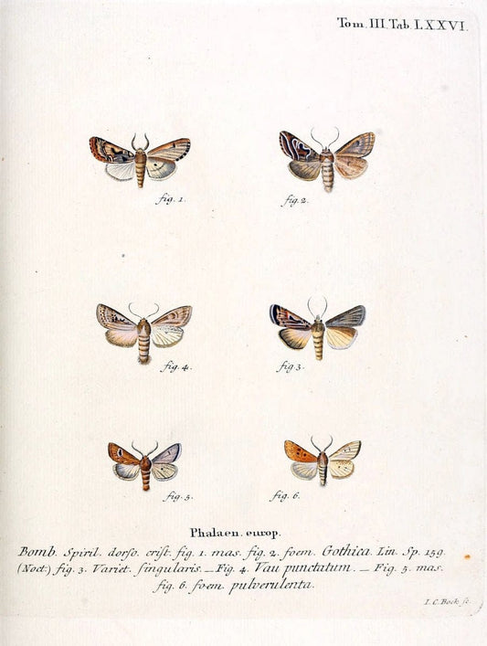 Die Schmetterlinge in Abbildungen nach der Natur /.Leipzig :T.O. Weigel,[1829-1839]. | Butterflies Europe Lepidoptera "Pictorial works" | Vintage Print Reproduction 472520