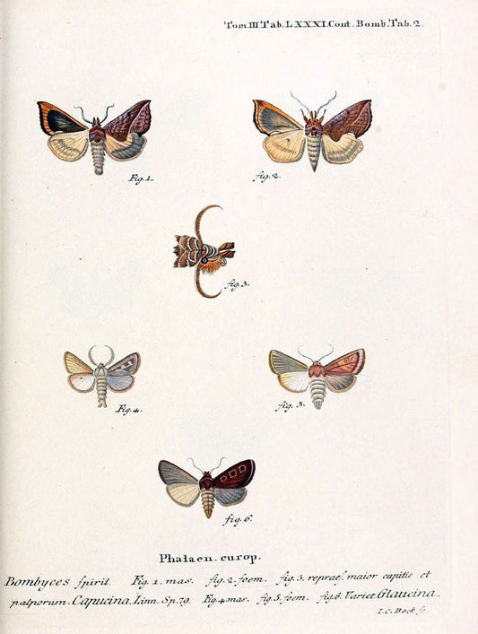Die Schmetterlinge in Abbildungen nach der Natur /.Leipzig :T.O. Weigel,[1829-1839]. | Butterflies Europe Lepidoptera "Pictorial works" | Vintage Print Reproduction 472527
