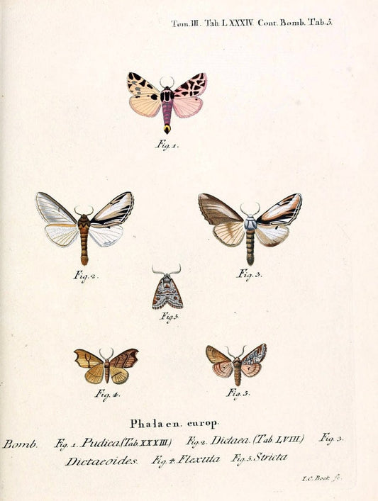 Die Schmetterlinge in Abbildungen nach der Natur /.Leipzig :T.O. Weigel,[1829-1839]. | Butterflies Europe Lepidoptera "Pictorial works" | Vintage Print Reproduction 472530