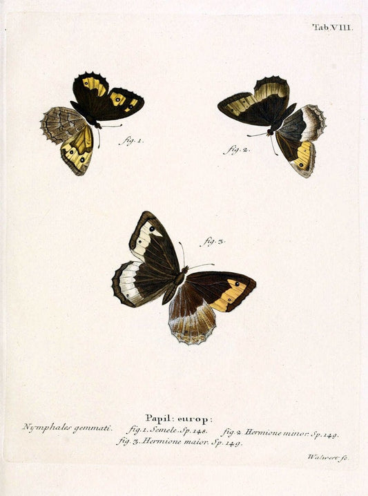 Die Schmetterlinge in Abbildungen nach der Natur. v.1 plates.Leipzig :T.O. Weigel,[1829-1839] | Butterflies Europe Lepidoptera "Pictorial works"  | Vintage Print Reproduction 472548