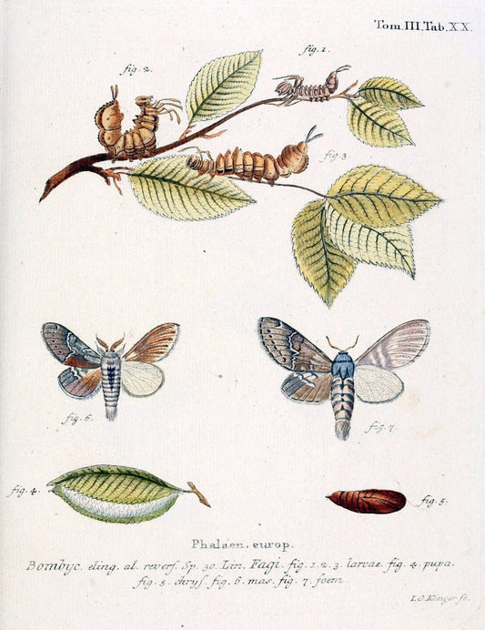 Die Schmetterlinge in Abbildungen nach der Natur /.Leipzig :T.O. Weigel,[1829-1839]. | Butterflies Europe Lepidoptera "Pictorial works" | Vintage Print Reproduction 472571