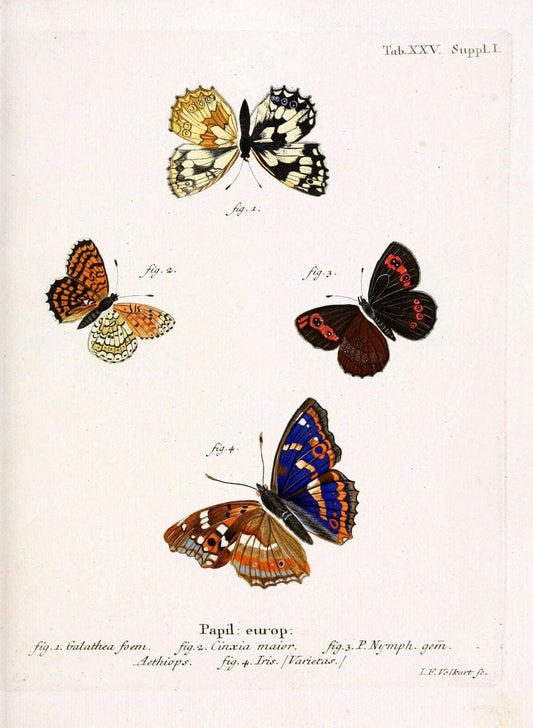 Die Schmetterlinge in Abbildungen nach der Natur. v.1 plates.Leipzig :T.O. Weigel,[1829-1839] | Butterflies Europe Lepidoptera "Pictorial works"  | Vintage Print Reproduction 472582