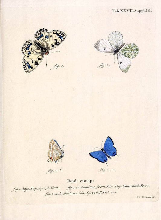 Die Schmetterlinge in Abbildungen nach der Natur. v.1 plates.Leipzig :T.O. Weigel,[1829-1839] | Butterflies Europe Lepidoptera "Pictorial works"  | Vintage Print Reproduction 472586
