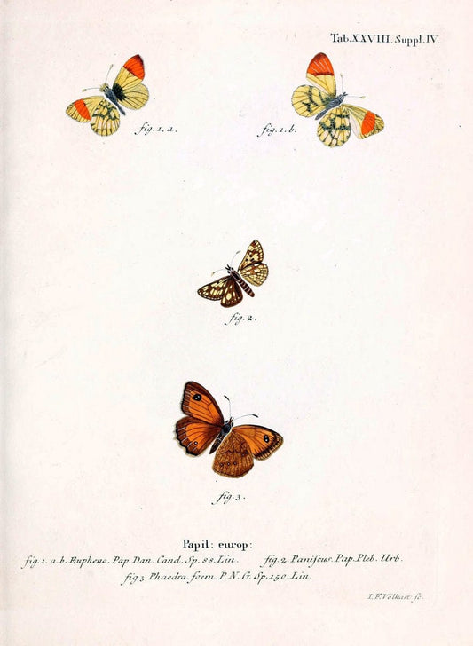 Die Schmetterlinge in Abbildungen nach der Natur. v.1 plates.Leipzig :T.O. Weigel,[1829-1839] | Butterflies Europe Lepidoptera "Pictorial works"  | Vintage Print Reproduction 472588