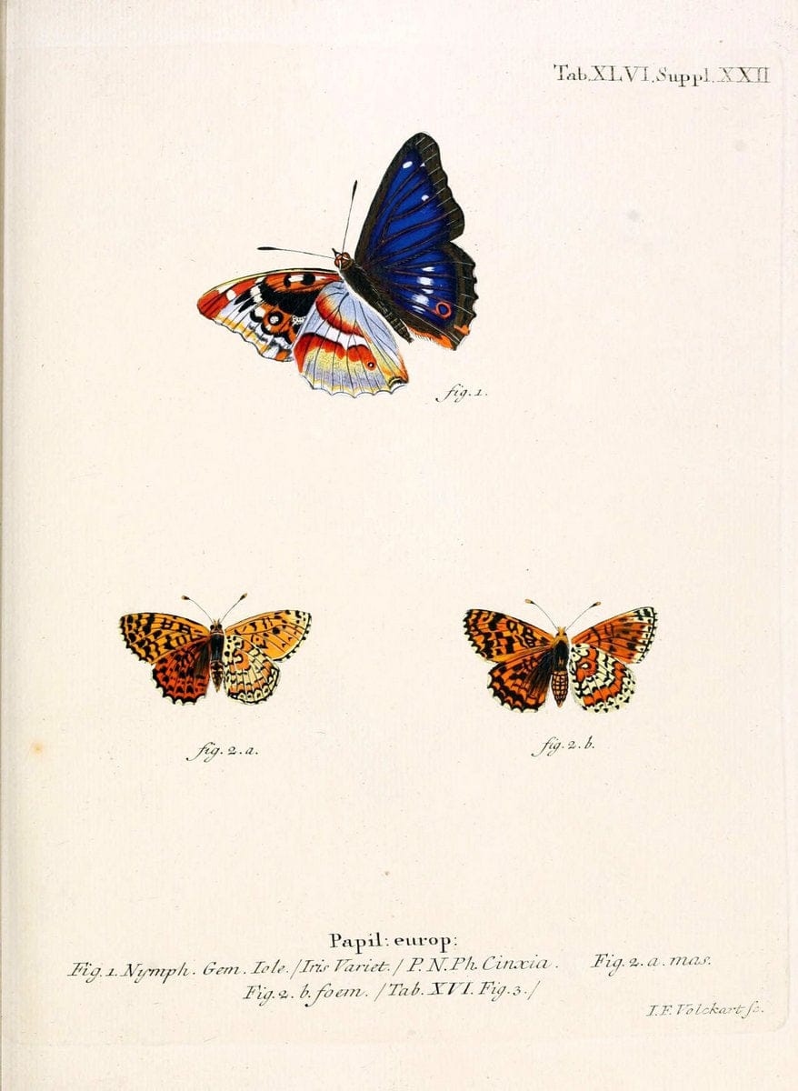 Die Schmetterlinge in Abbildungen nach der Natur. v.1 plates.Leipzig :T.O. Weigel,[1829-1839] |  | Vintage Print Reproduction 472607