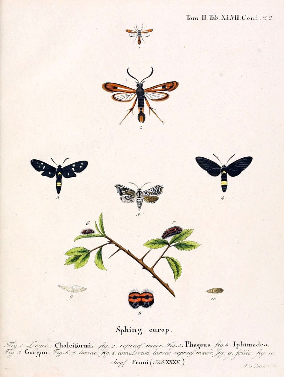 Die Schmetterlinge in Abbildungen nach der Natur /.Leipzig :T.O. Weigel,[1829-1839]. |  | Vintage Print Reproduction 472608