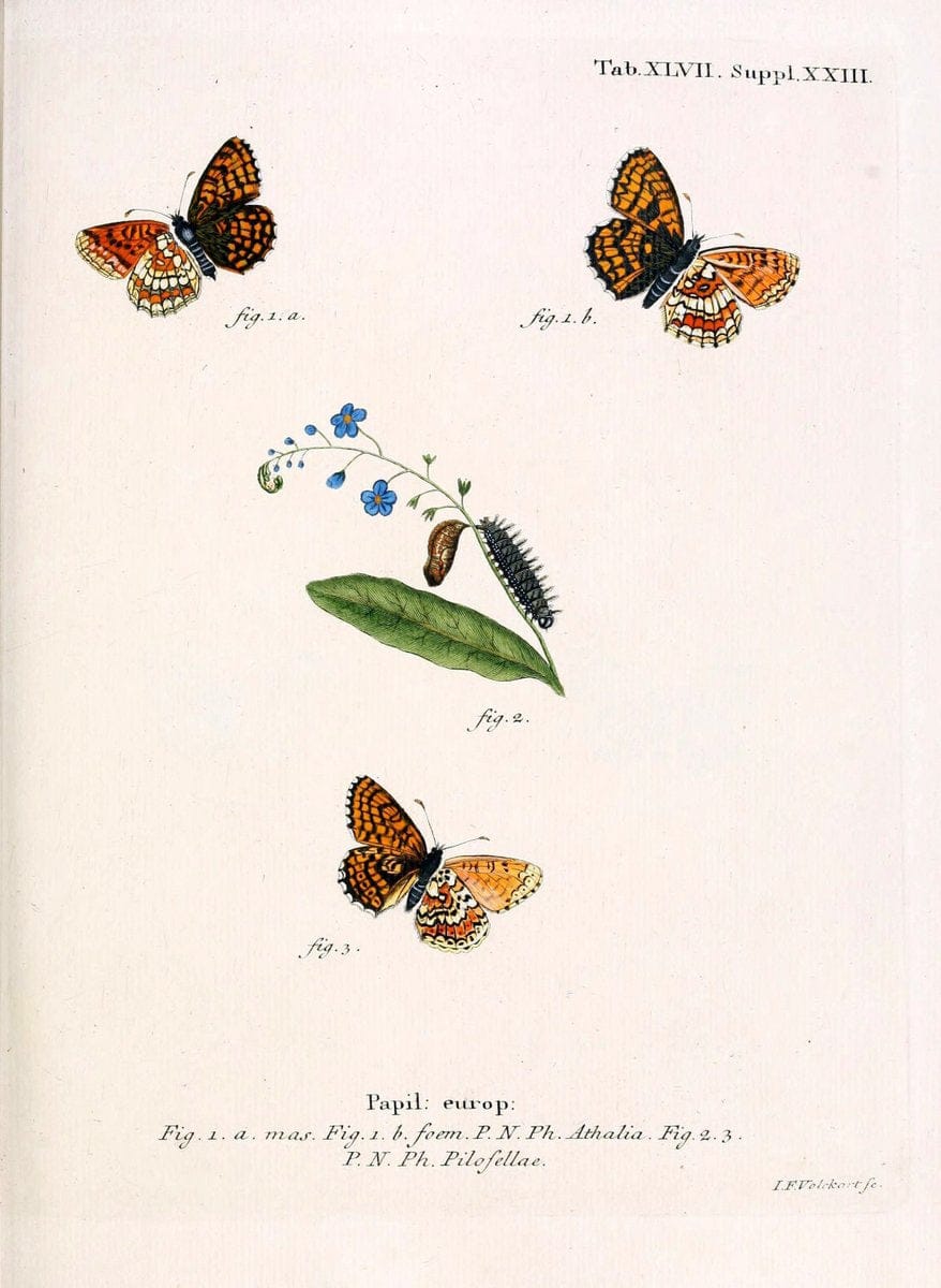 Die Schmetterlinge in Abbildungen nach der Natur. v.1 plates.Leipzig :T.O. Weigel,[1829-1839] |  | Vintage Print Reproduction 472609