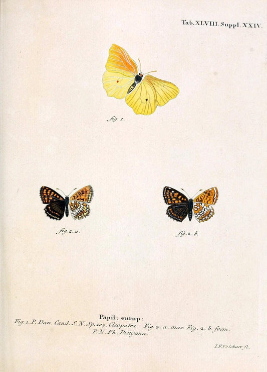 Die Schmetterlinge in Abbildungen nach der Natur. v.1 plates.Leipzig :T.O. Weigel,[1829-1839] |  | Vintage Print Reproduction 472610