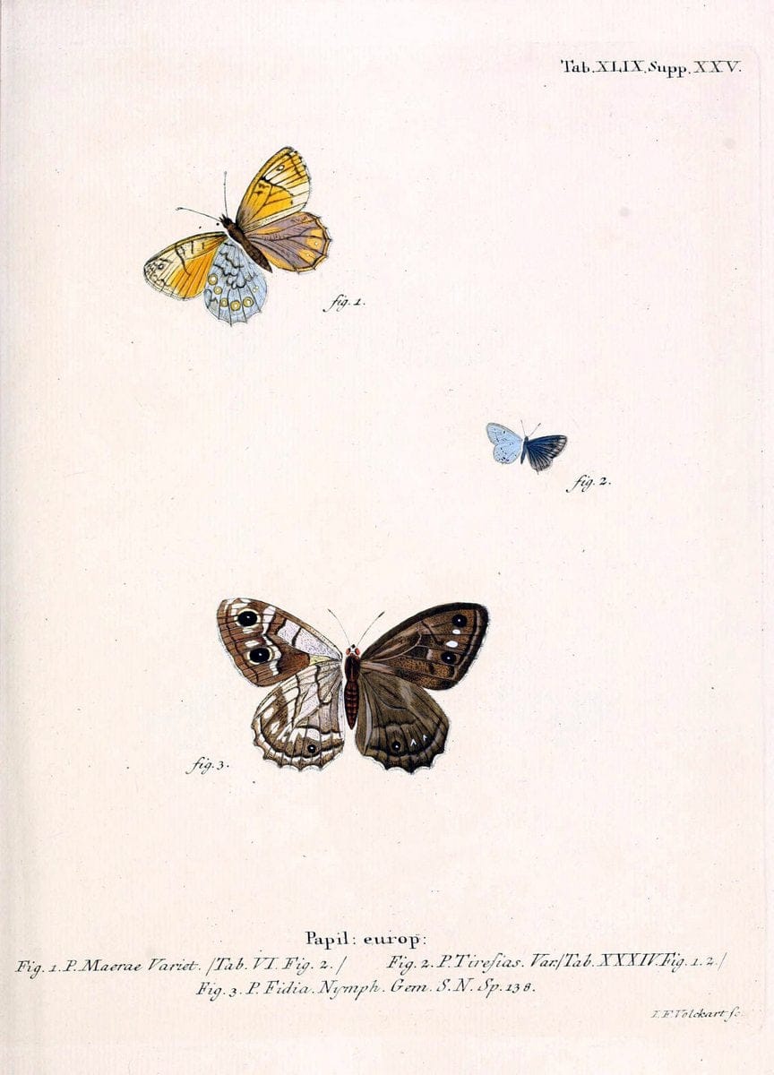 Die Schmetterlinge in Abbildungen nach der Natur. v.1 plates.Leipzig :T.O. Weigel,[1829-1839] |  | Vintage Print Reproduction 472611