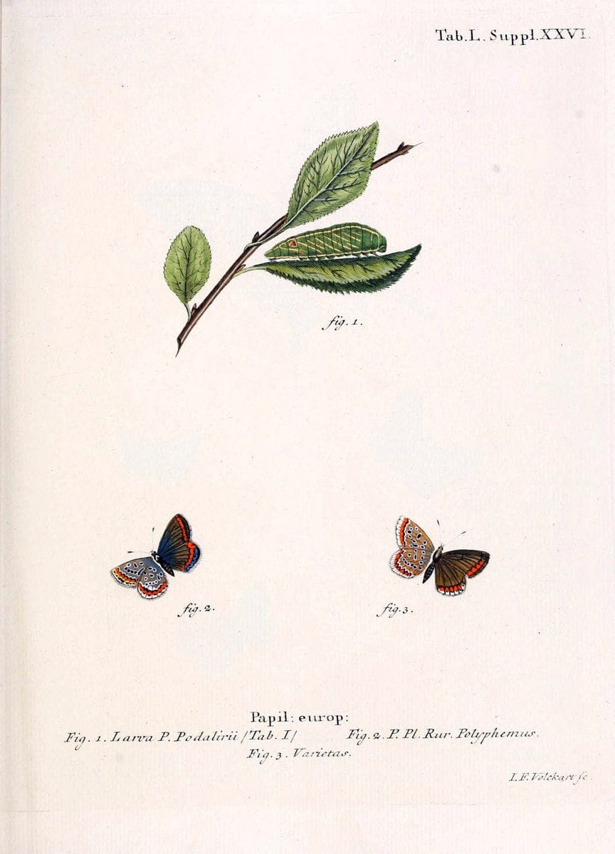 Die Schmetterlinge in Abbildungen nach der Natur. v.1 plates.Leipzig :T.O. Weigel,[1829-1839] |  | Vintage Print Reproduction 472612