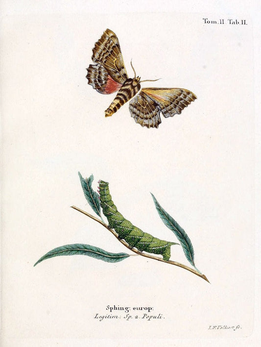 Die Schmetterlinge in Abbildungen nach der Natur /.Leipzig :T.O. Weigel,[1829-1839]. |  | Vintage Print Reproduction 472613