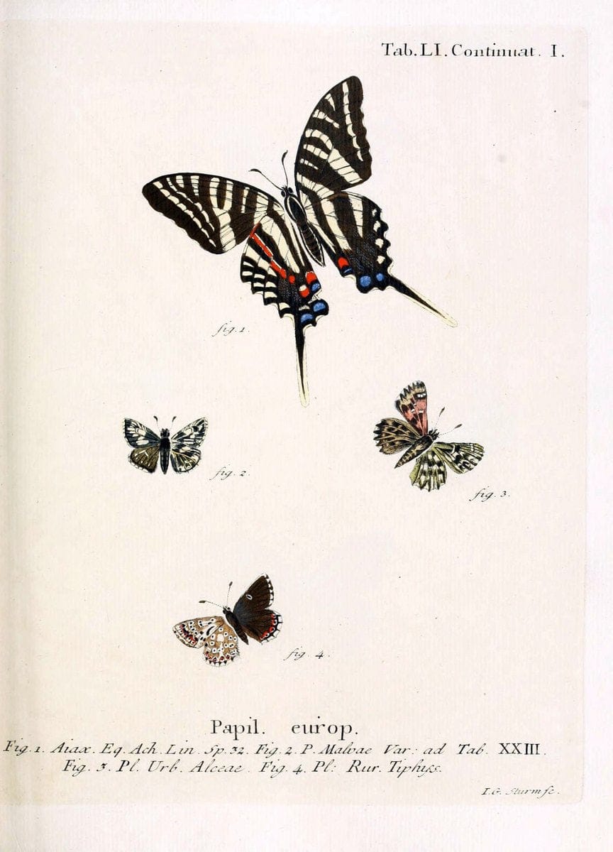 Die Schmetterlinge in Abbildungen nach der Natur. v.1 plates.Leipzig :T.O. Weigel,[1829-1839] |  | Vintage Print Reproduction 472614
