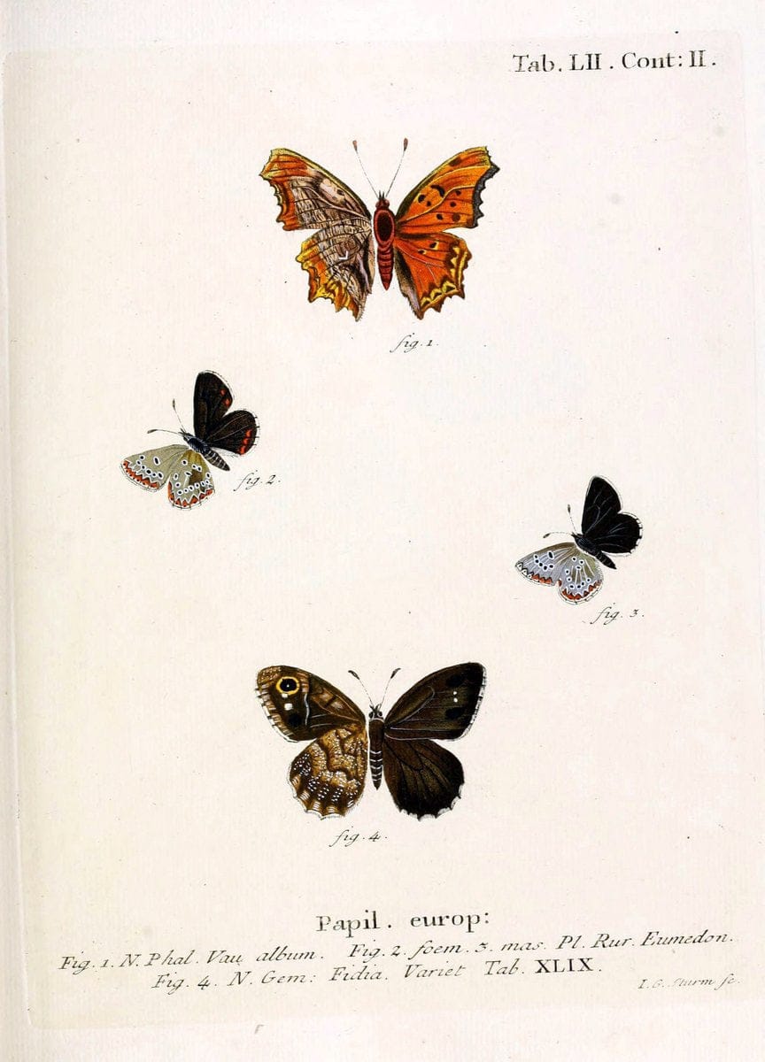 Die Schmetterlinge in Abbildungen nach der Natur. v.1 plates.Leipzig :T.O. Weigel,[1829-1839] |  | Vintage Print Reproduction 472615