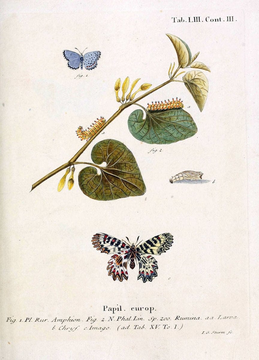 Die Schmetterlinge in Abbildungen nach der Natur. v.1 plates.Leipzig :T.O. Weigel,[1829-1839] |  | Vintage Print Reproduction 472616