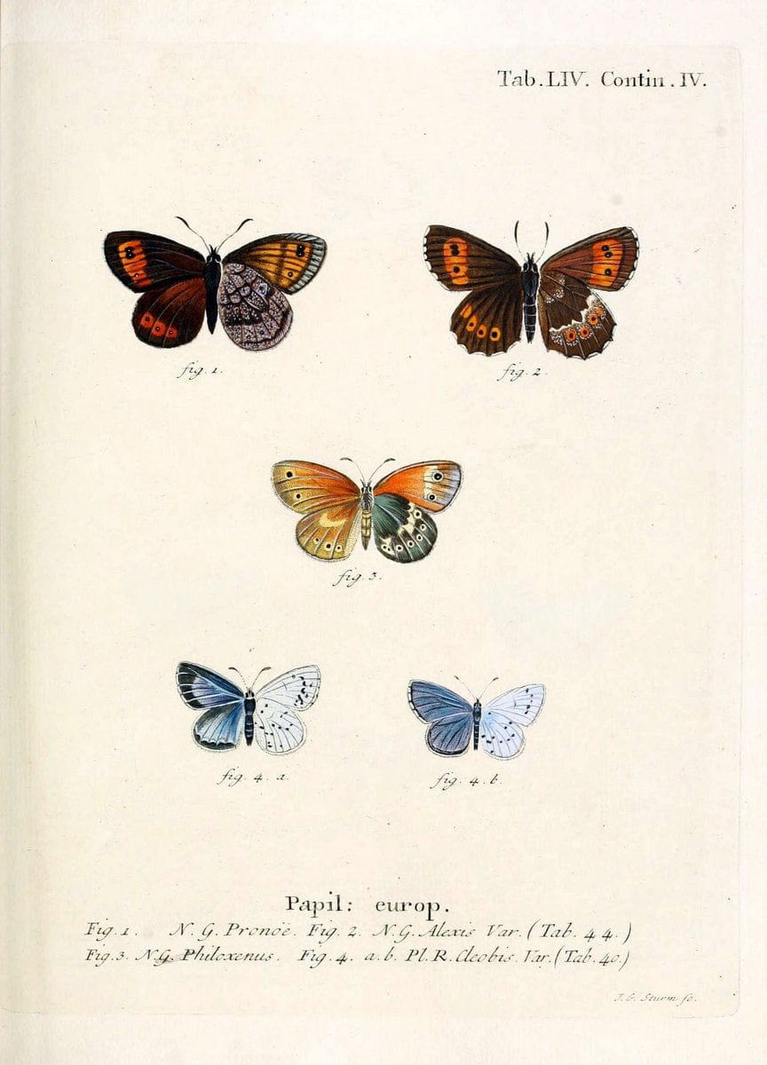 Die Schmetterlinge in Abbildungen nach der Natur. v.1 plates.Leipzig :T.O. Weigel,[1829-1839] |  | Vintage Print Reproduction 472617