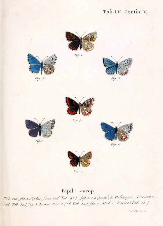 Die Schmetterlinge in Abbildungen nach der Natur. v.1 plates.Leipzig :T.O. Weigel,[1829-1839] |  | Vintage Print Reproduction 472618