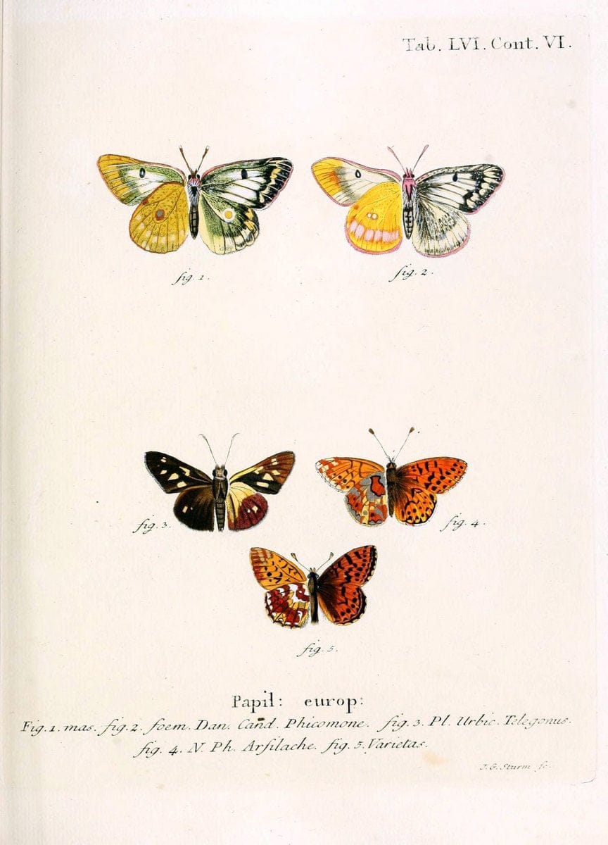 Die Schmetterlinge in Abbildungen nach der Natur. v.1 plates.Leipzig :T.O. Weigel,[1829-1839] |  | Vintage Print Reproduction 472619