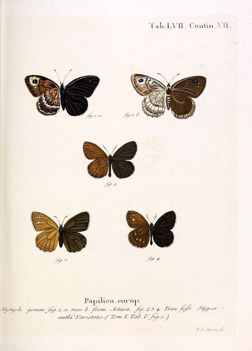 Die Schmetterlinge in Abbildungen nach der Natur. v.1 plates.Leipzig :T.O. Weigel,[1829-1839] |  | Vintage Print Reproduction 472620